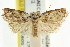  ( - CCDB-15743-H06)  @14 [ ] CreativeCommons - Attribution (2011) ANIC/CBG Photography Group Centre for Biodiversity Genomics