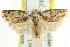  ( - CCDB-15743-H07)  @14 [ ] CreativeCommons - Attribution (2011) ANIC/CBG Photography Group Centre for Biodiversity Genomics