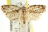  ( - CCDB-15744-E10)  @11 [ ] CreativeCommons - Attribution (2011) ANIC/CBG Photography Group Centre for Biodiversity Genomics