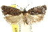  ( - CCDB-15744-F04)  @11 [ ] CreativeCommons - Attribution (2011) ANIC/CBG Photography Group Centre for Biodiversity Genomics