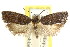  ( - CCDB-15744-F05)  @11 [ ] CreativeCommons - Attribution (2011) ANIC/CBG Photography Group Centre for Biodiversity Genomics