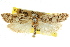  ( - CCDB-15744-F08)  @11 [ ] CreativeCommons - Attribution (2011) ANIC/CBG Photography Group Centre for Biodiversity Genomics