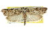 ( - CCDB-15744-F09)  @11 [ ] CreativeCommons - Attribution (2011) ANIC/CBG Photography Group Centre for Biodiversity Genomics