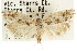  (Lichenaula sp. ANIC88 - CCDB-15744-G06)  @11 [ ] CreativeCommons - Attribution (2011) ANIC/CBG Photography Group Centre for Biodiversity Genomics