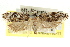  ( - CCDB-15745-A03)  @11 [ ] CreativeCommons - Attribution (2011) ANIC/CBG Photography Group Centre for Biodiversity Genomics