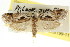  (Lichenaula sp. ANIC99 - CCDB-15745-B02)  @11 [ ] CreativeCommons - Attribution (2011) ANIC/CBG Photography Group Centre for Biodiversity Genomics