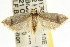  ( - CCDB-15745-B09)  @13 [ ] CreativeCommons - Attribution (2011) ANIC/CBG Photography Group Centre for Biodiversity Genomics