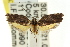  ( - CCDB-15745-C02)  @11 [ ] CreativeCommons - Attribution (2011) ANIC/CBG Photography Group Centre for Biodiversity Genomics