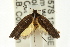  ( - CCDB-15745-C03)  @13 [ ] CreativeCommons - Attribution (2011) ANIC/CBG Photography Group Centre for Biodiversity Genomics