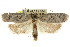 ( - CCDB-15745-D07)  @13 [ ] CreativeCommons - Attribution (2011) ANIC/CBG Photography Group Centre for Biodiversity Genomics