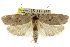  ( - CCDB-15745-D08)  @13 [ ] CreativeCommons - Attribution (2011) ANIC/CBG Photography Group Centre for Biodiversity Genomics