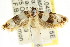  ( - CCDB-15745-E02)  @12 [ ] CreativeCommons - Attribution (2011) ANIC/CBG Photography Group Centre for Biodiversity Genomics
