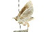  ( - CCDB-15745-E12)  @12 [ ] CreativeCommons - Attribution (2011) ANIC/CBG Photography Group Centre for Biodiversity Genomics