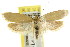  ( - CCDB-15745-H08)  @13 [ ] CreativeCommons - Attribution (2011) ANIC/CBG Photography Group Centre for Biodiversity Genomics