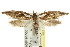  ( - CCDB-15746-A10)  @11 [ ] CreativeCommons - Attribution (2011) ANIC/CBG Photography Group Centre for Biodiversity Genomics