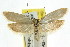  ( - CCDB-15746-B08)  @13 [ ] CreativeCommons - Attribution (2011) ANIC/CBG Photography Group Centre for Biodiversity Genomics