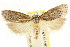  ( - CCDB-15746-E04)  @11 [ ] CreativeCommons - Attribution (2011) ANIC/CBG Photography Group Centre for Biodiversity Genomics