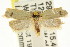  ( - CCDB-15746-G07)  @13 [ ] CreativeCommons - Attribution (2011) ANIC/CBG Photography Group Centre for Biodiversity Genomics