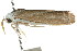  ( - CCDB-15746-G11)  @12 [ ] CreativeCommons - Attribution (2011) ANIC/CBG Photography Group Centre for Biodiversity Genomics