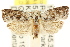  ( - CCDB-15747-B09)  @13 [ ] CreativeCommons - Attribution (2011) ANIC/CBG Photography Group Centre for Biodiversity Genomics