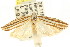  ( - CCDB-15747-B12)  @13 [ ] CreativeCommons - Attribution (2011) ANIC/CBG Photography Group Centre for Biodiversity Genomics