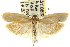  ( - CCDB-15747-C02)  @13 [ ] CreativeCommons - Attribution (2011) ANIC/CBG Photography Group Centre for Biodiversity Genomics