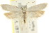  ( - CCDB-15747-D11)  @11 [ ] CreativeCommons - Attribution (2011) ANIC/CBG Photography Group Centre for Biodiversity Genomics