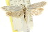  ( - CCDB-15747-G03)  @14 [ ] CreativeCommons - Attribution (2011) ANIC/CBG Photography Group Centre for Biodiversity Genomics