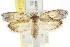  ( - CCDB-15747-H02)  @11 [ ] CreativeCommons - Attribution (2011) ANIC/CBG Photography Group Centre for Biodiversity Genomics