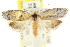  ( - CCDB-15747-H03)  @13 [ ] CreativeCommons - Attribution (2011) ANIC/CBG Photography Group Centre for Biodiversity Genomics