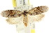  ( - CCDB-15747-H04)  @11 [ ] CreativeCommons - Attribution (2011) ANIC/CBG Photography Group Centre for Biodiversity Genomics