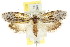  ( - CCDB-15747-H05)  @13 [ ] CreativeCommons - Attribution (2011) ANIC/CBG Photography Group Centre for Biodiversity Genomics