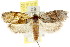  ( - CCDB-15747-H06)  @13 [ ] CreativeCommons - Attribution (2011) ANIC/CBG Photography Group Centre for Biodiversity Genomics