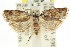  (Lichenaula sp. ANIC10 - CCDB-15748-A09)  @15 [ ] CreativeCommons - Attribution (2011) ANIC/CBG Photography Group Centre for Biodiversity Genomics