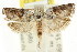  ( - CCDB-15748-A10)  @13 [ ] CreativeCommons - Attribution (2011) ANIC/CBG Photography Group Centre for Biodiversity Genomics