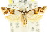  ( - CCDB-15748-C01)  @14 [ ] CreativeCommons - Attribution (2011) ANIC/CBG Photography Group Centre for Biodiversity Genomics