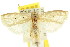  ( - CCDB-15748-D08)  @11 [ ] CreativeCommons - Attribution (2011) ANIC/CBG Photography Group Centre for Biodiversity Genomics