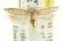  ( - CCDB-15748-F01)  @12 [ ] CreativeCommons - Attribution (2011) ANIC/CBG Photography Group Centre for Biodiversity Genomics