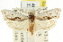  ( - CCDB-15748-F08)  @11 [ ] CreativeCommons - Attribution (2011) ANIC/CBG Photography Group Centre for Biodiversity Genomics