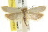 ( - CCDB-15749-A07)  @13 [ ] CreativeCommons - Attribution (2011) ANIC/CBG Photography Group Centre for Biodiversity Genomics