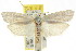  ( - CCDB-15749-B10)  @13 [ ] CreativeCommons - Attribution (2011) ANIC/CBG Photography Group Centre for Biodiversity Genomics