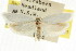  ( - CCDB-15749-F11)  @12 [ ] CreativeCommons - Attribution (2011) ANIC/CBG Photography Group Centre for Biodiversity Genomics