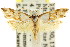  ( - CCDB-15749-H09)  @14 [ ] CreativeCommons - Attribution (2011) ANIC/CBG Photography Group Centre for Biodiversity Genomics