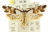  ( - CCDB-15749-H10)  @15 [ ] CreativeCommons - Attribution (2011) ANIC/CBG Photography Group Centre for Biodiversity Genomics