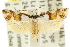  ( - CCDB-15749-H11)  @15 [ ] CreativeCommons - Attribution (2011) ANIC/CBG Photography Group Centre for Biodiversity Genomics