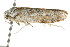  ( - CCDB-15750-B12)  @12 [ ] CreativeCommons - Attribution (2011) ANIC/CBG Photography Group Centre for Biodiversity Genomics