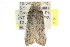  ( - CCDB-15750-F05)  @12 [ ] CreativeCommons - Attribution (2011) ANIC/CBG Photography Group Centre for Biodiversity Genomics