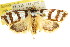  ( - CCDB-15750-G10)  @14 [ ] CreativeCommons - Attribution (2011) ANIC/CBG Photography Group Centre for Biodiversity Genomics