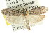  (Agriophara sp. ANIC30 - CCDB-15750-H08)  @13 [ ] CreativeCommons - Attribution (2011) ANIC/CBG Photography Group Centre for Biodiversity Genomics