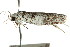  ( - CCDB-15751-A03)  @12 [ ] CreativeCommons - Attribution (2011) ANIC/CBG Photography Group Centre for Biodiversity Genomics